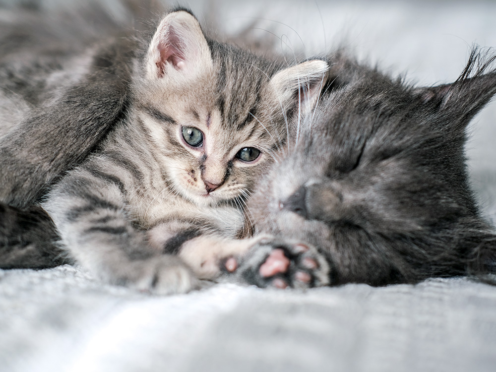 Mom cat and kitten snuggling together at home.