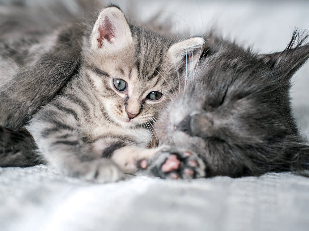 Mom cat and kitten snuggling together at home.