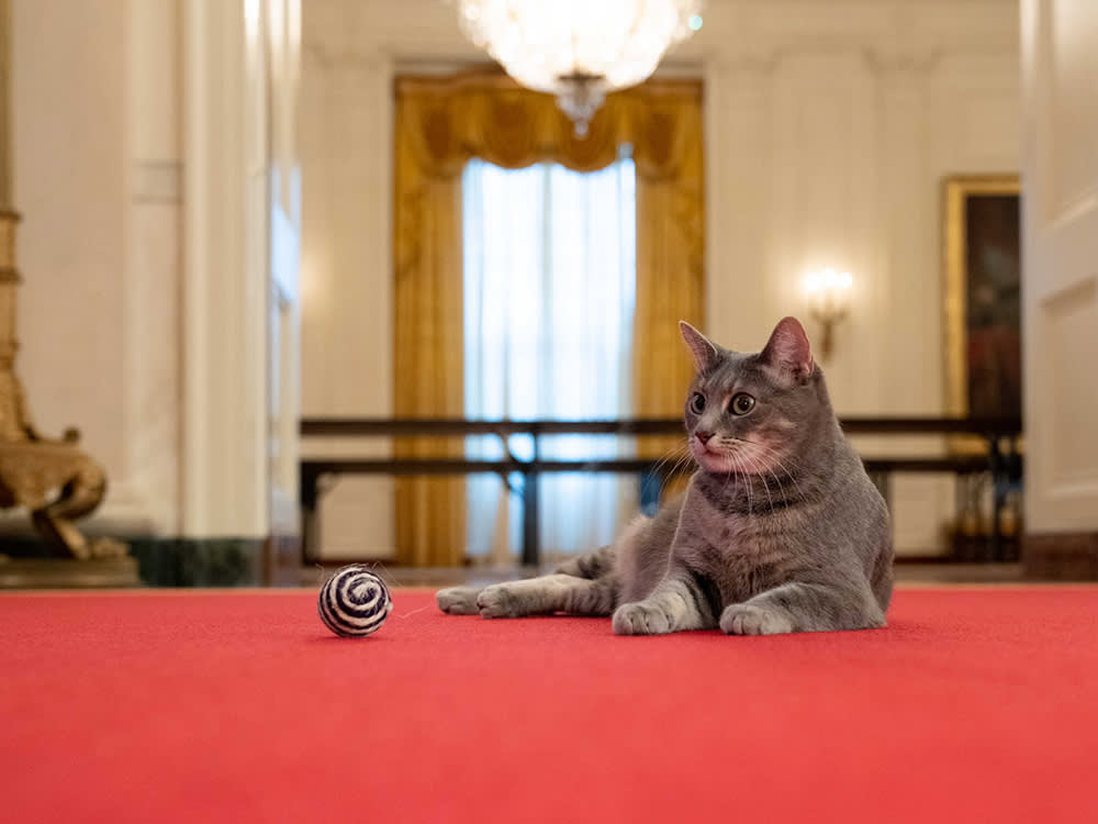 the president's cat Willow on a red bed