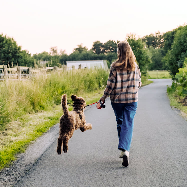 dog bouncing on lead in the countryside with girl