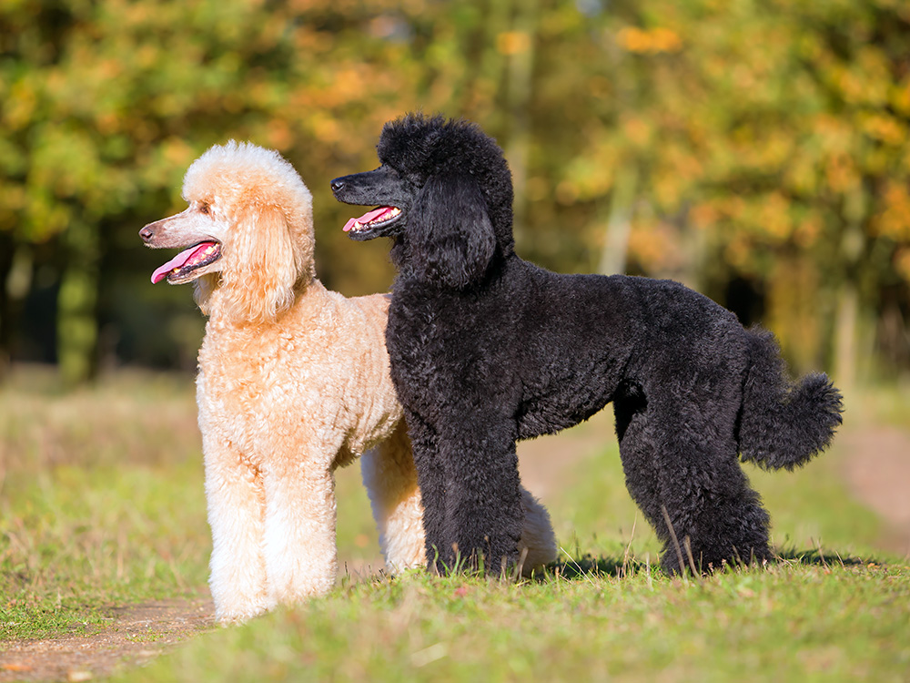 Two different colored poodles outside in a field.