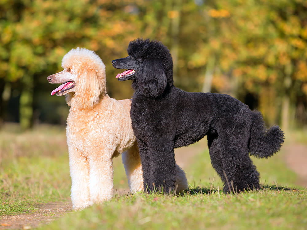Two different colored poodles outside in a field.