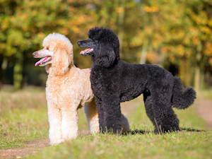 Two different colored poodles outside in a field.