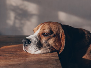 A dog resting its face on a wooden table. 