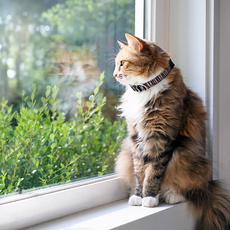 Cat waiting by the window for someone to come home.