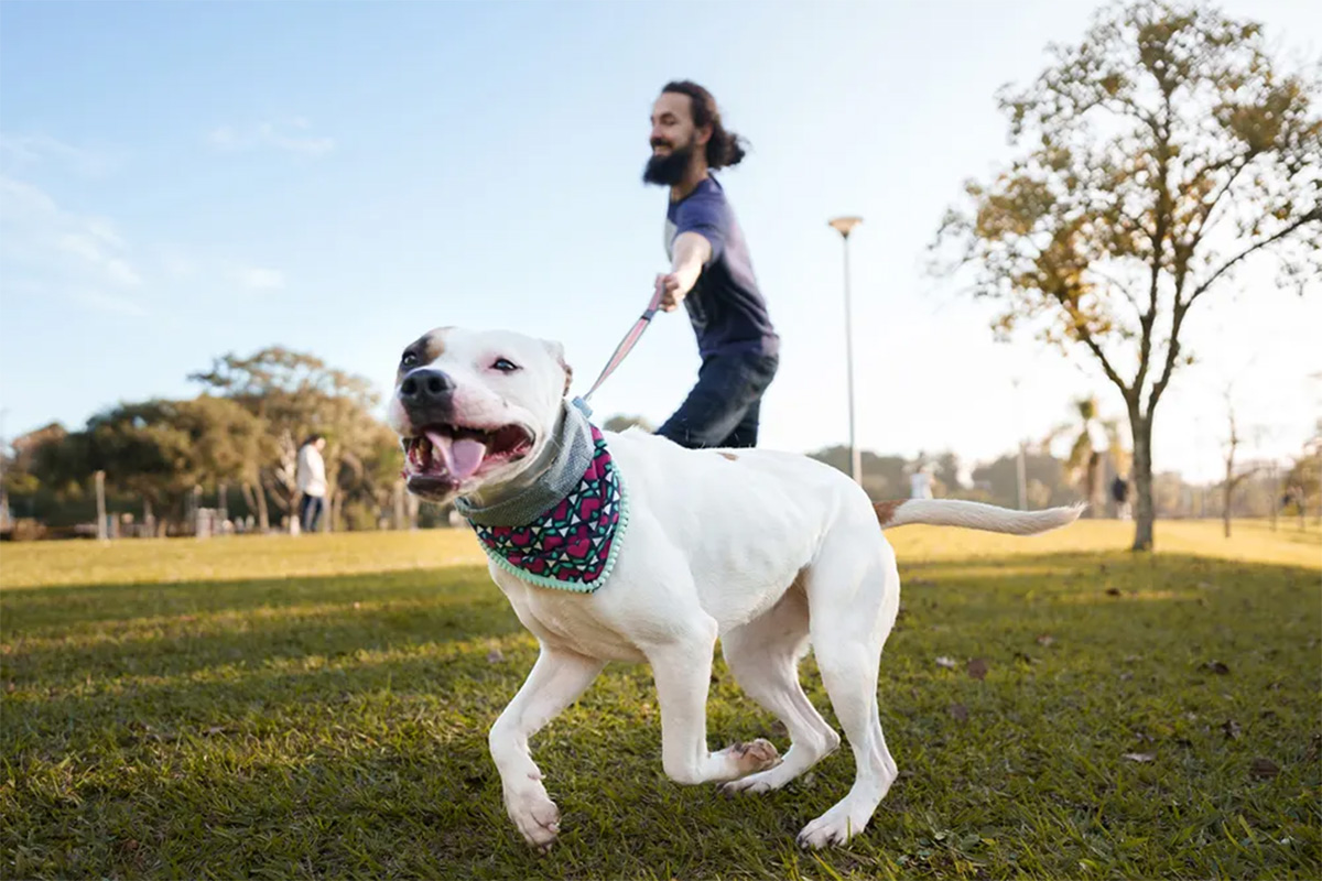 Dog pulling on leash