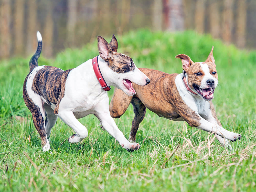 Two dogs playing together outside.