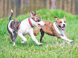 Two dogs playing together outside.