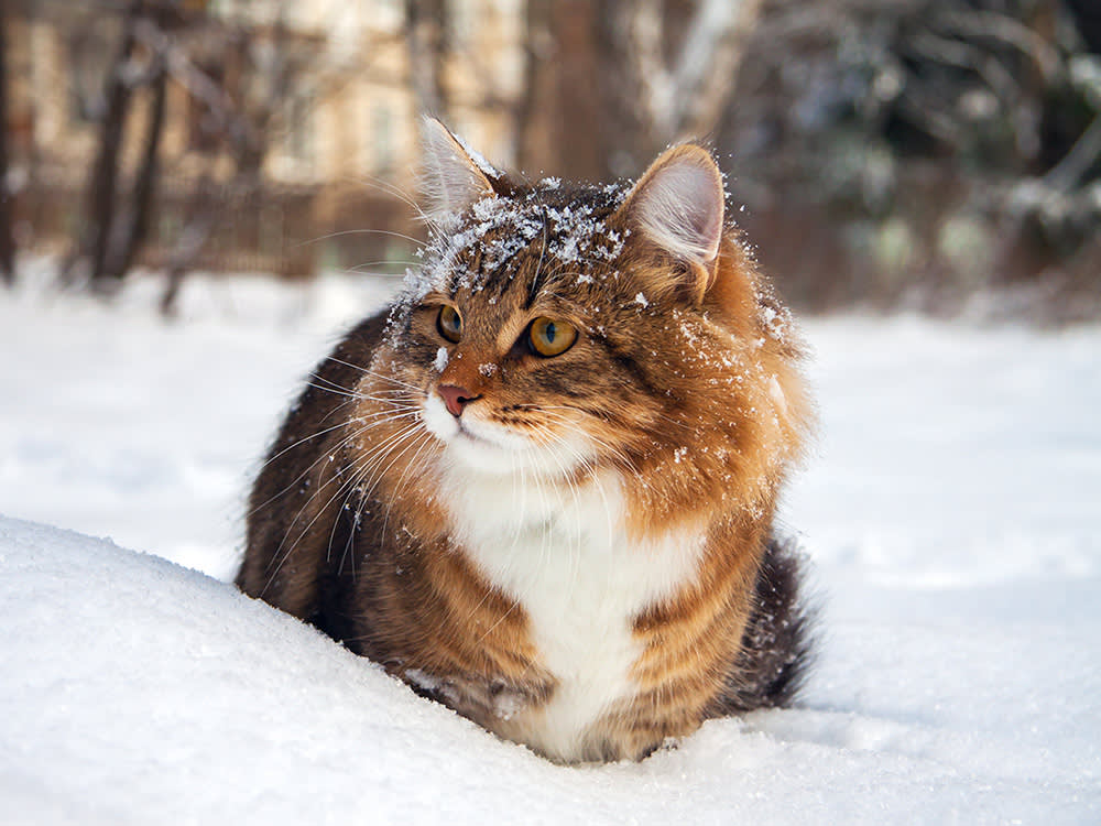 Winter Shelters & Supplies for Outdoor Cats - Cats in Action