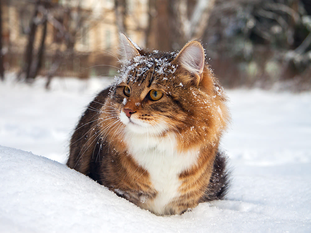 A fluffy cat sitting outside in the snow. 