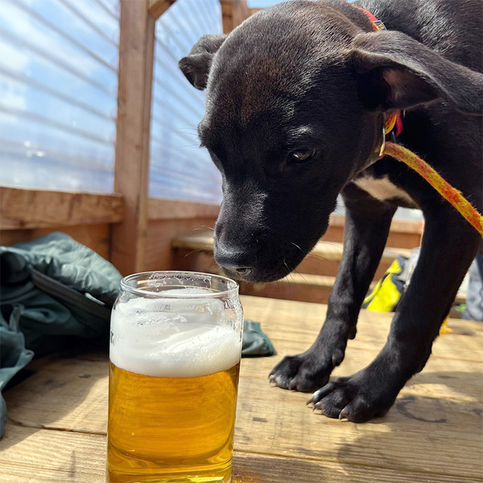 a dog sniffing a cup at The Dray