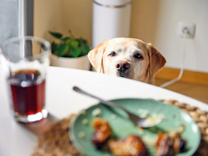 Labrador Retriever dog begging for food at the table.