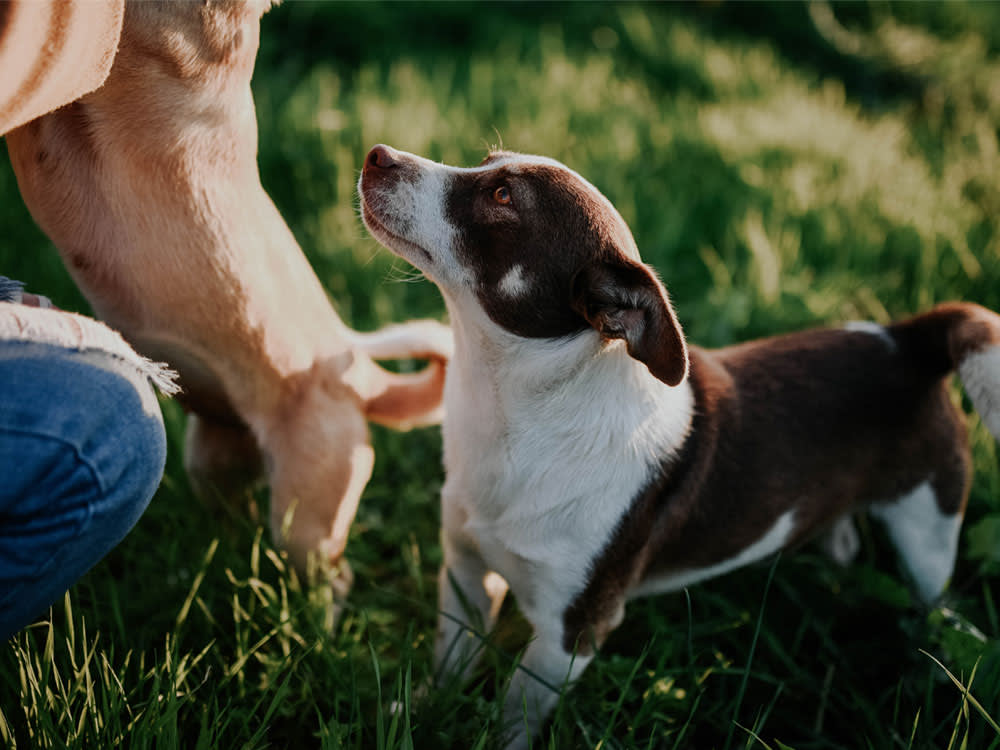 Two dogs look up a person waiting for a cue