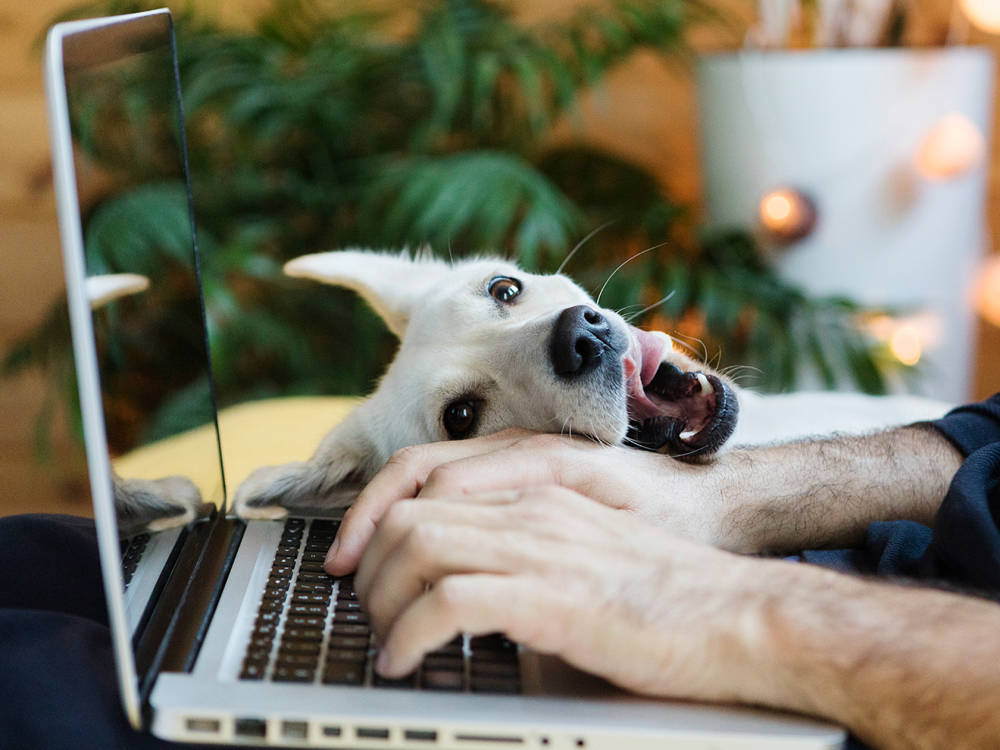 dog leaning on laptop while man types