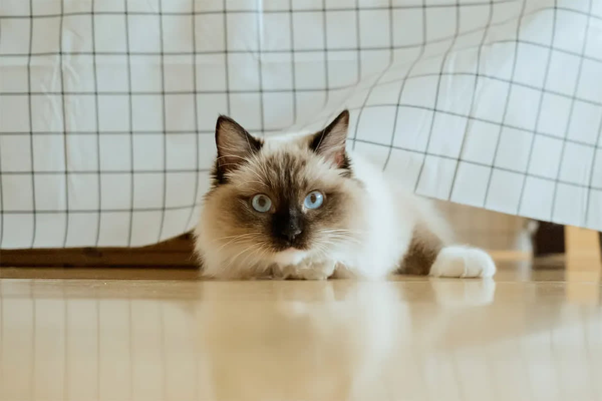 Ragdoll cat