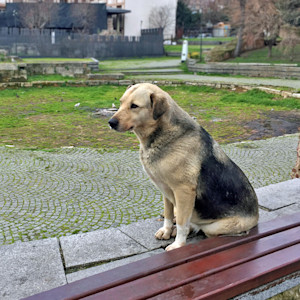 a large dog sits somberly on a bench in a town square