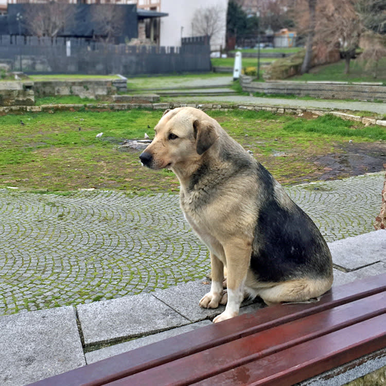 a large dog sits somberly on a bench in a town square