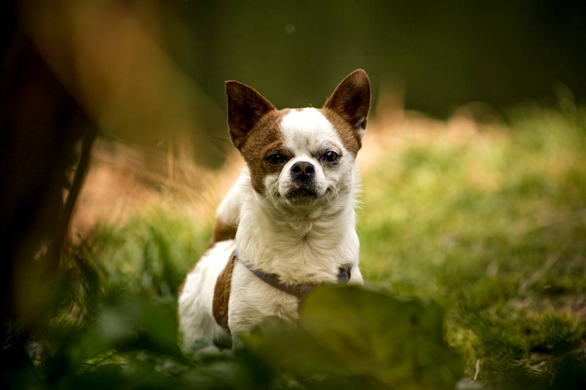 small brown and white dog in the woods looking angry