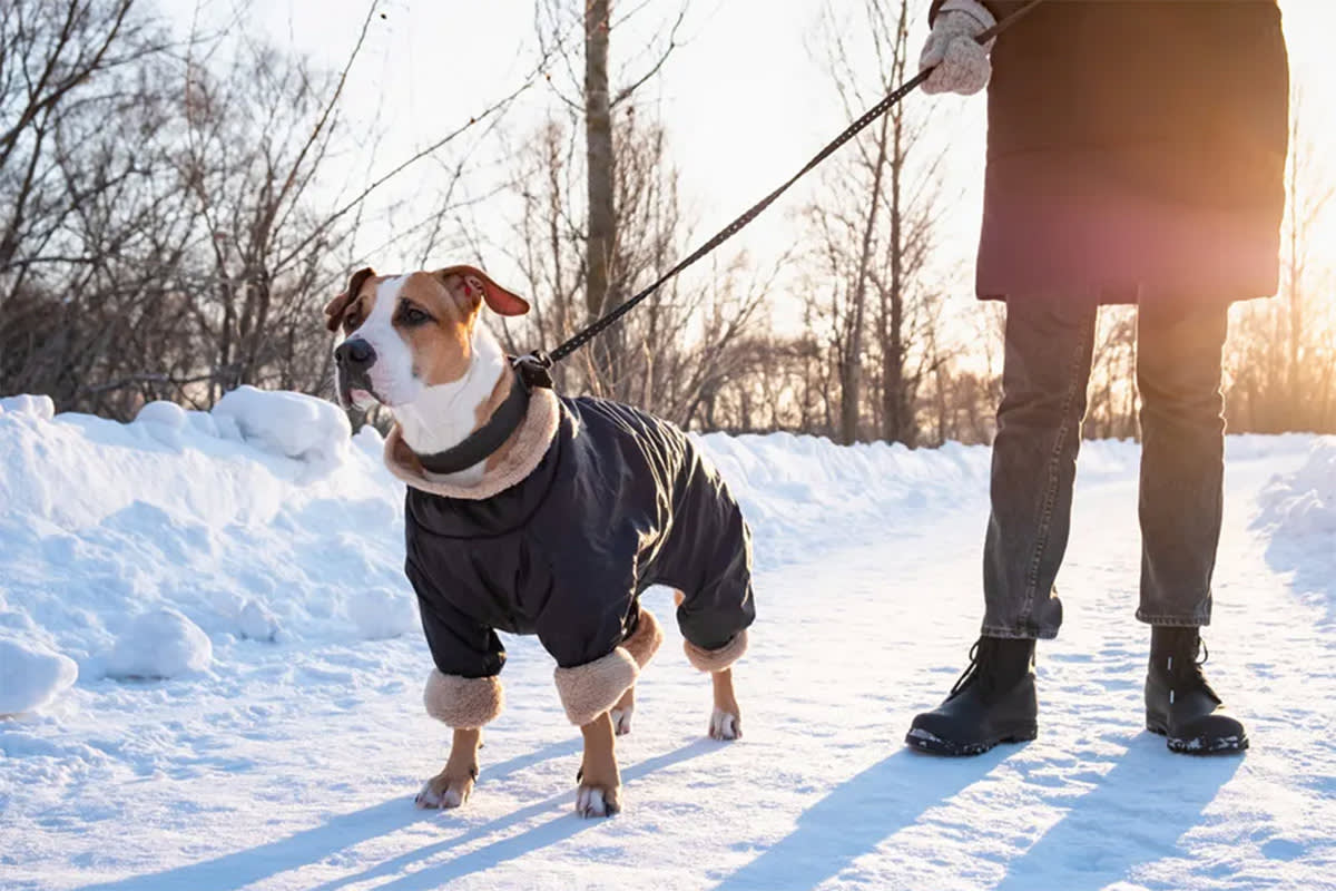 Dog on a walk in the winter
