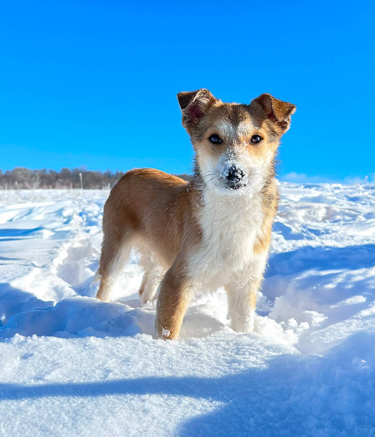 Dog in the snow against a blue sky