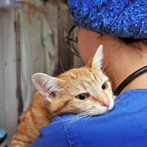 In addition to lowering the risk of cancer and certain types of infections, spaying and neutering can reduce unwanted behaviors and even extend the lifespan of our beloved companions.