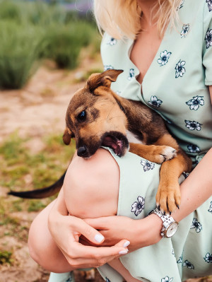 Woman holding her puppy in her lap while he tries to bite her.