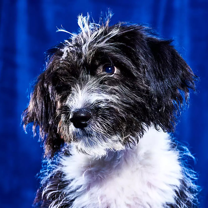 a black and white dog