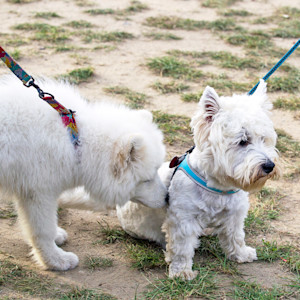 One dog sniffing another dog, outside on a leash.