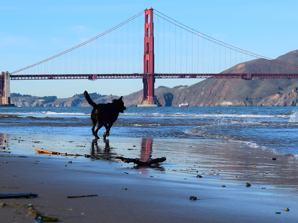 Black dog running along the shore, towards Golden Gate Bridge, San Francisco, CA