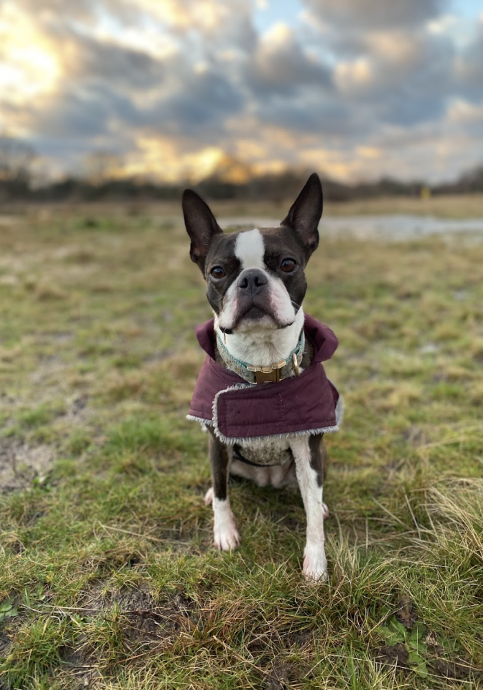A Boston Terrier in a maroon coat standing in a large field 