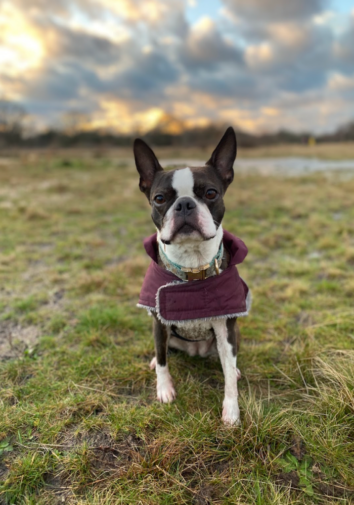 A Boston Terrier in a maroon coat standing in a large field