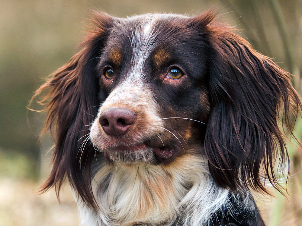 Dog having a Flehmen response outdoors.