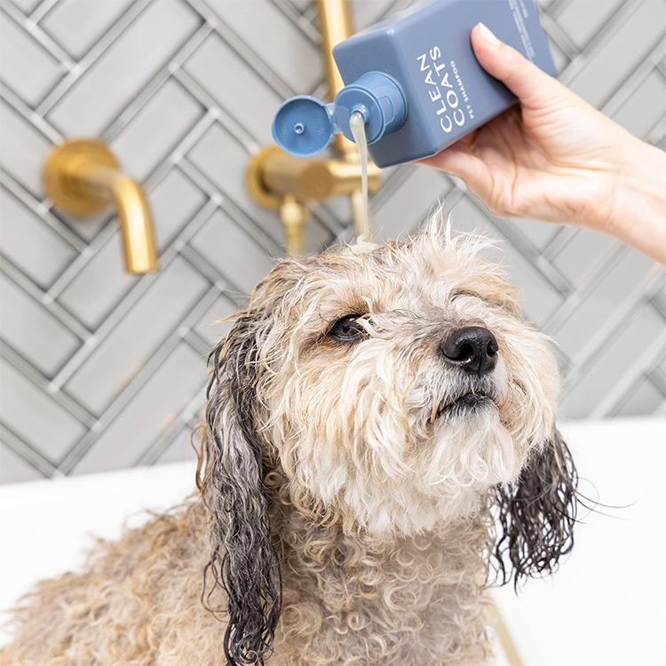 Dog in the bath getting shampooed by owner