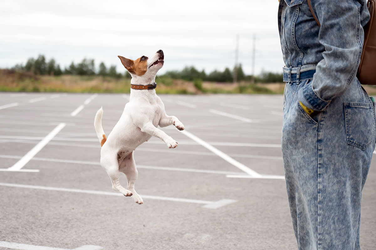 A small white-and-brown dog hops in front of a person standing in a parking lot.