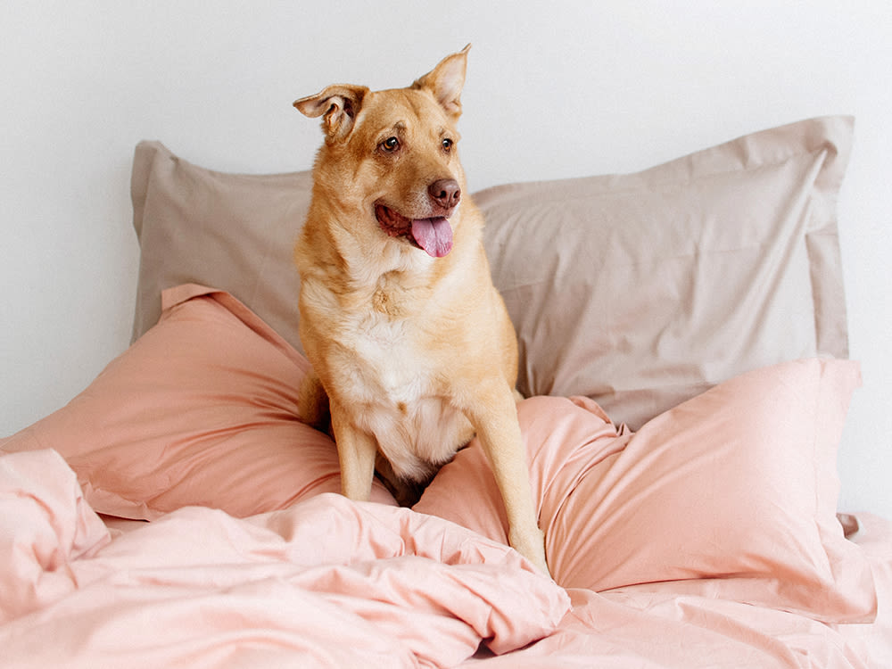 Adult dog sitting on a bed