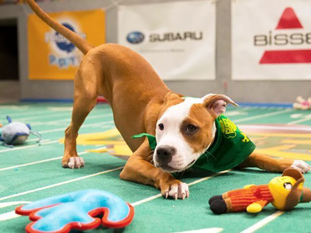 cute pittie puppy during puppy bowl 