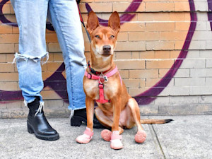 Owner and their dog outside in the summer.