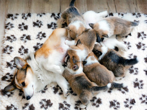 A dog lying on a rug with a litter of puppies feeding from her. 