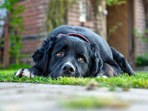 Sad dog laying down in the yard.