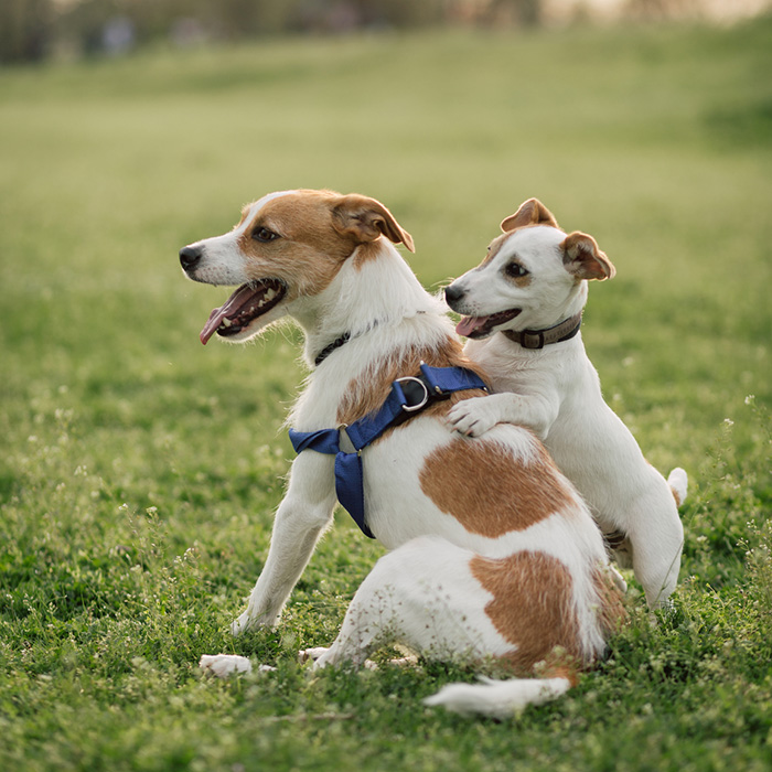 Dog Ears Held Back Why Do Dogs Put Their Ears Back? · The Wildest