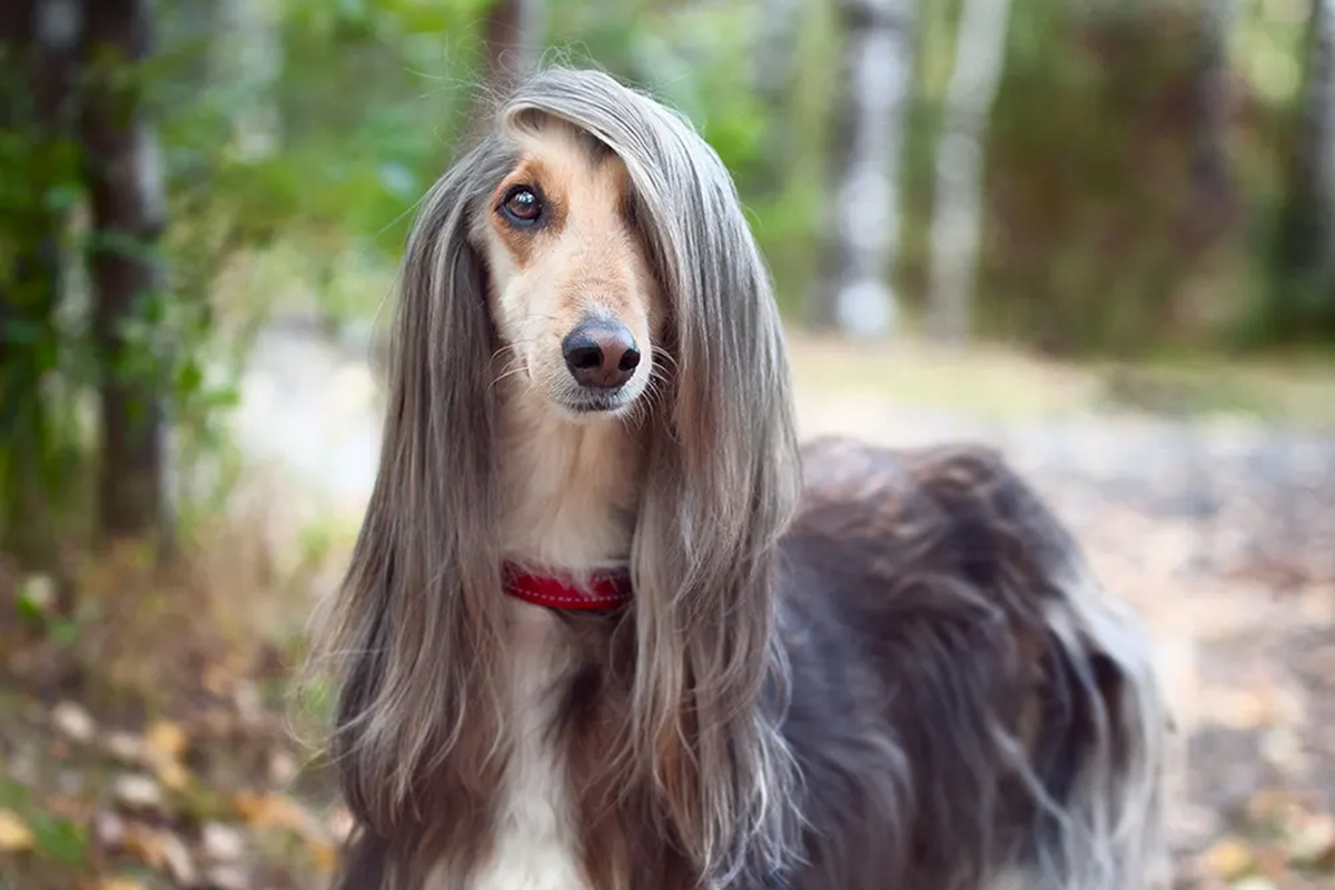 dog with glossy long hair