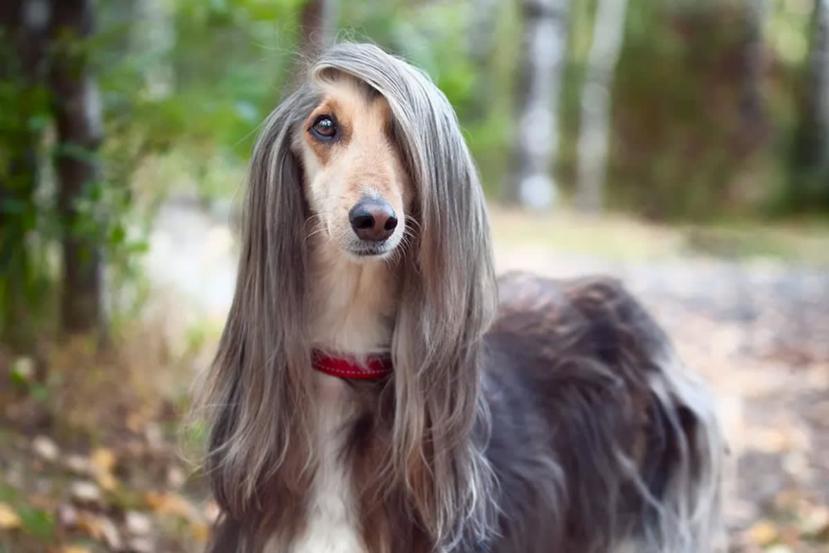 dog with glossy long hair