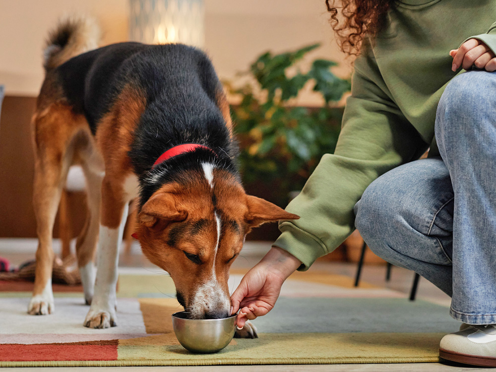 Can Adult Dogs Eat Puppy Food Kinship