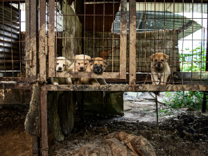 Four small puppies in filthy cages outdoors