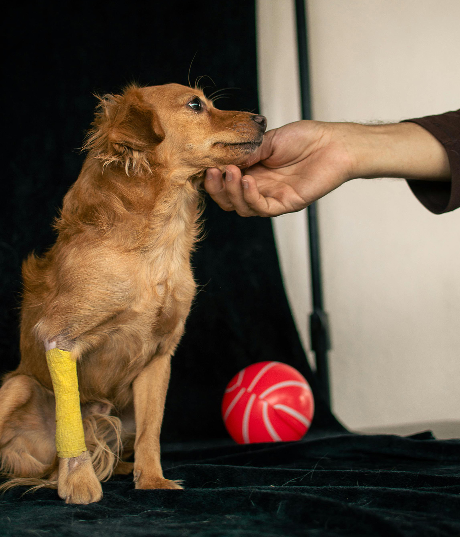 injured dog with a bandage on their paw