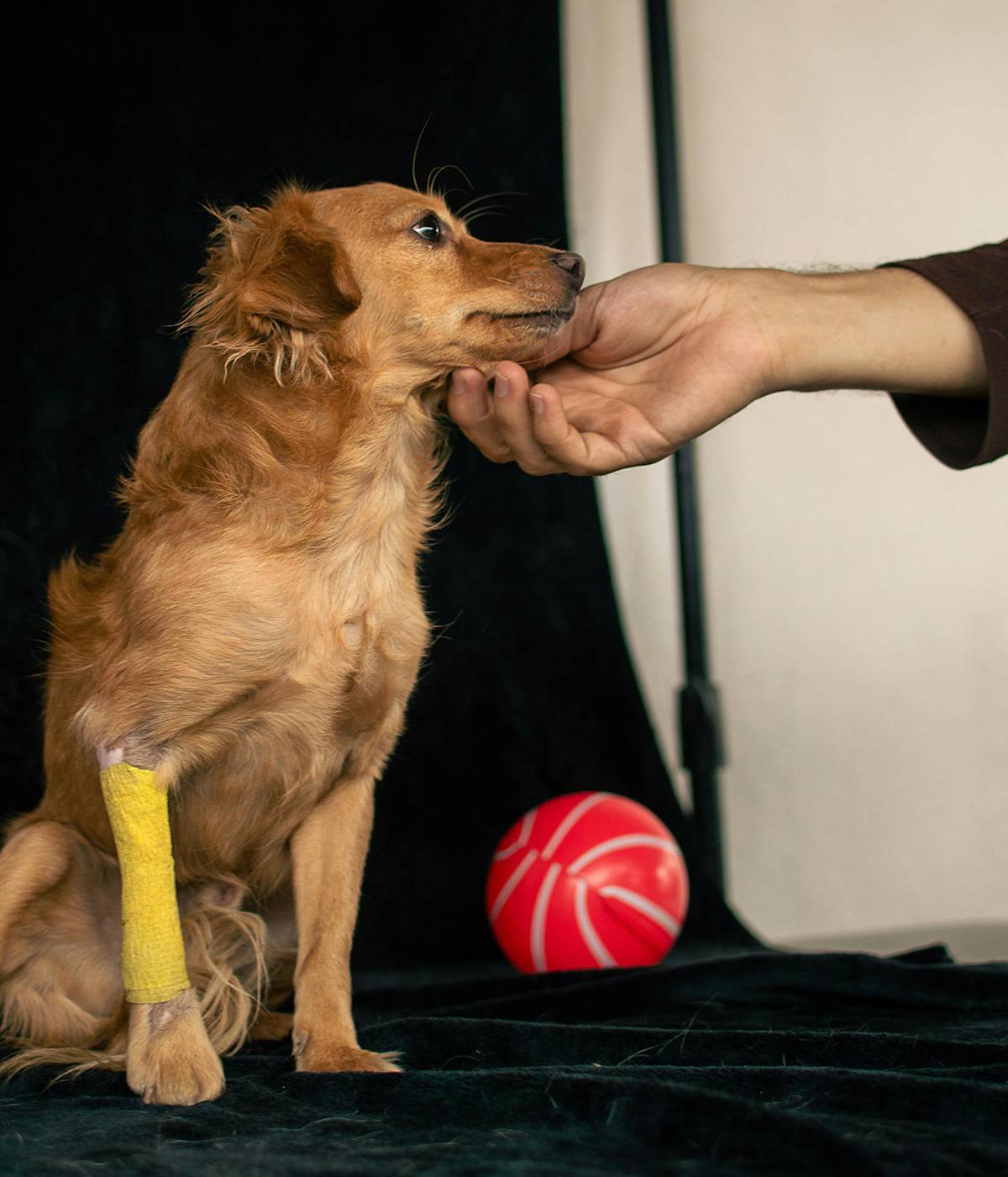 injured dog with a bandage on their paw