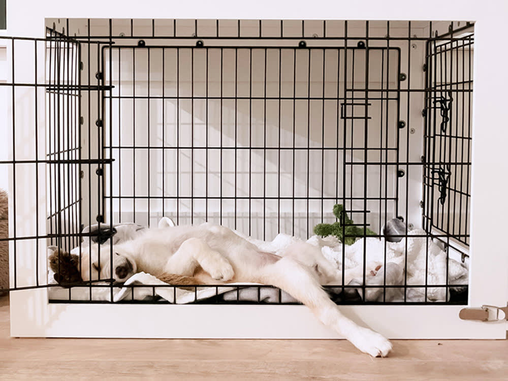white-and-black dog sleeping in crate