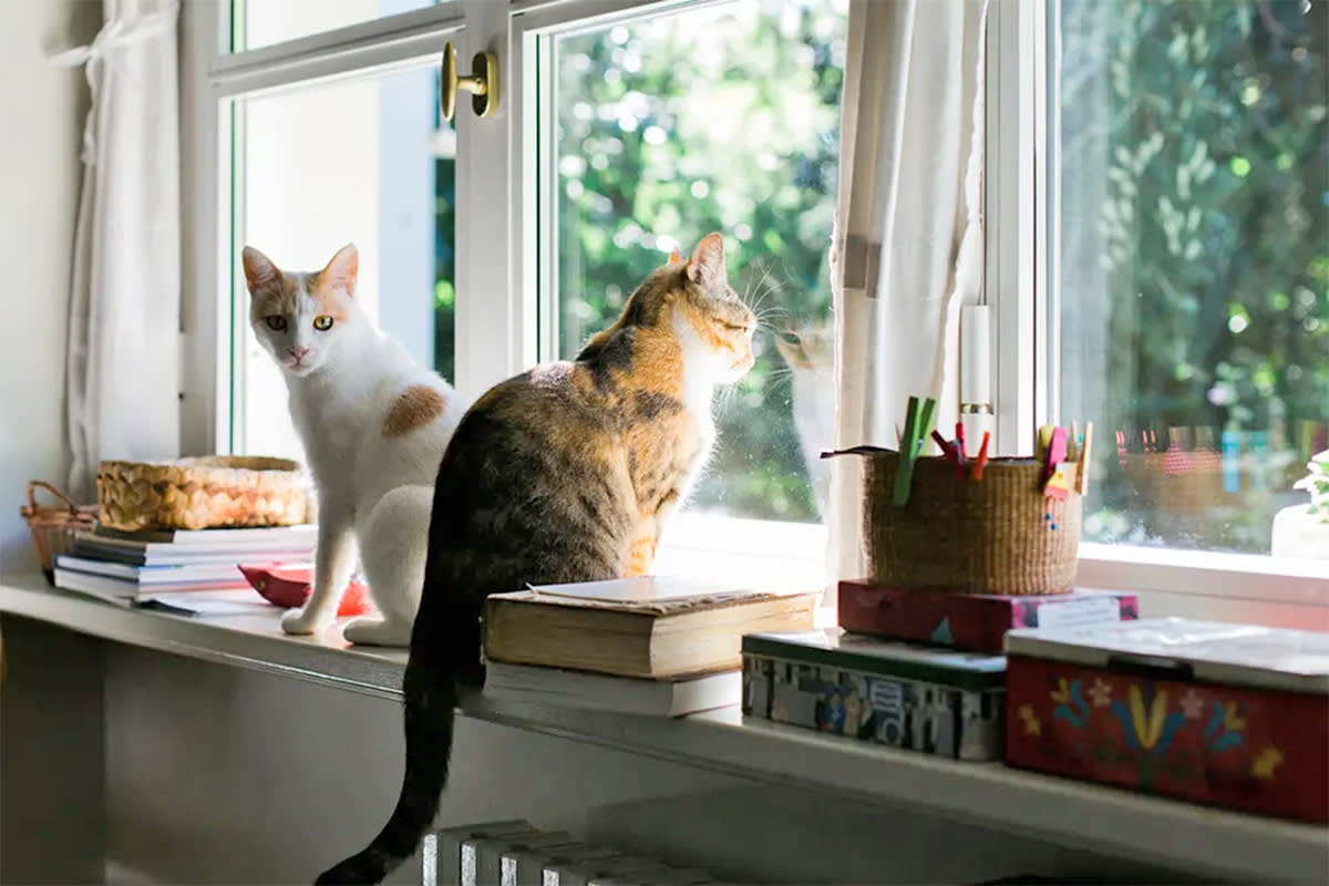 Two cats by a window