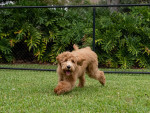 goldendoodle puppy playing in grass in yard