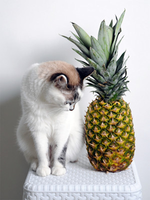 White blue-eyed cat looking at pineapple on the table.